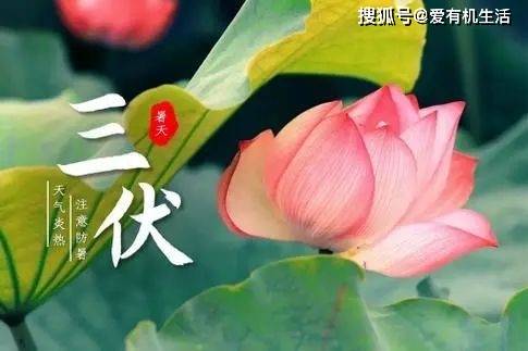 2024三伏天时间表，2024三伏天是几号到几号